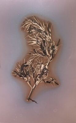 Daisy Wu work sample